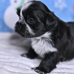Ollie - Black and white male Shih Tzu puppy in Montrose, Colorado from Nana's Happy Pups