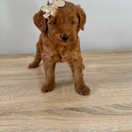 Magnolia - Red  female Goldendoodle puppy in Queen Creek, Arizona from Sunny Doodles