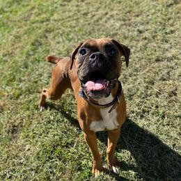 Missy - Boxer