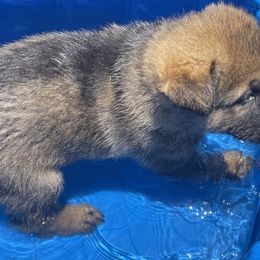 German Shepherd Puppies from Platzhirsch German Shepards