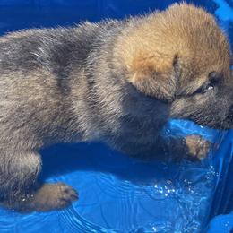 German Shepherd Puppies from Platzhirsch German Shepards