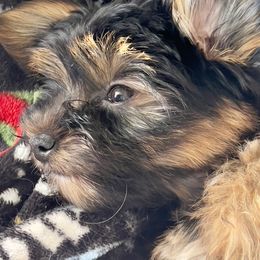 Yorkshire Terriers from Happy Tails