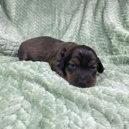 Fritz - Red male Dachshund puppy in Richmond, Virginia from Paw Prints