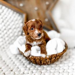 Luffy - Red  male Goldendoodle puppy in Springville, Utah from Happy Doodle