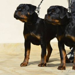 Rottweiler Puppies from Stalter Rottweilers