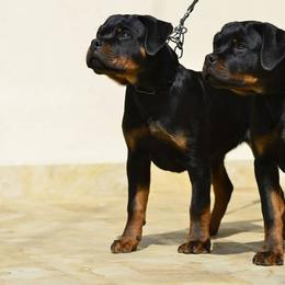 Rottweiler Puppies from Stalter Rottweilers