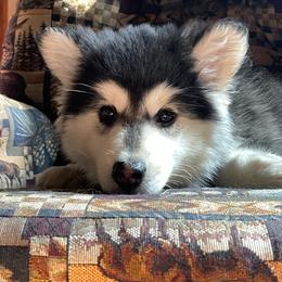 Rollo - Black and white male Pomsky puppy in Diamond Lake, Washington from Husky Haven WA