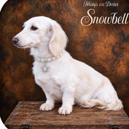 Snowbell - Dachshund