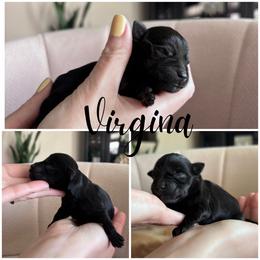 Virginia - Black female Miniature Schnauzer puppy in Victorville, California from West Coast Royal Miniature Schnauzer