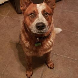 Pake - Red speckled male Australian Cattle Dog puppy in Fairview, Oklahoma from Flying D Kennels