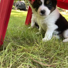 Australian Shepherd Puppies from Wild Atlantic  Aussies