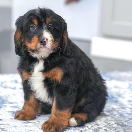 Mustang - Tri-color male Bernedoodle puppy in Dundee, Ohio from Down Home Doodle