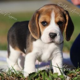 AKC 'Isabelle' - Black tan and white female Beagle puppy in Lamar, Missouri from Marti Acres ~ Boston Terrier & Beagles
