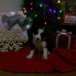 Boy 2 - Black and white male Border Collie puppy in Wakeman, Ohio from Sandstone Ridge Kennels
