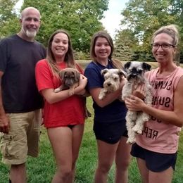 Miniature Schnauzer Puppies from Hume Family Mini Schnauzers