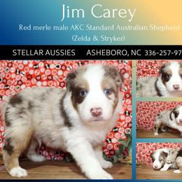 Jim Carey - Red merle male Australian Shepherd puppy in Asheboro, North Carolina from Stellar Aussies