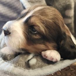 Bruno - Piebald male Dachshund puppy in Shallotte, North Carolina from Happy Acres  Miniature Dachshunds