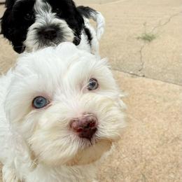 Rico Blue Eyes - Cream male Australian Labradoodle puppy in Wamego, Kansas from Doodles of Oz