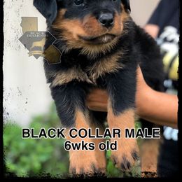 Rottweiler Puppies from Black Diamond Excellence