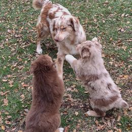 Australian Shepherds from Eagle Valley Australian Shepherds