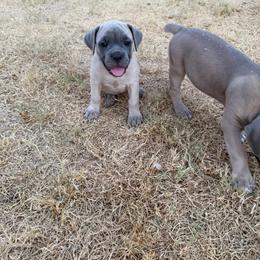 Girl 4 - Fawn female Cane Corso puppy in Briggs, Texas from Capital City Corso’s