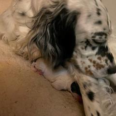 English Setter Puppies from English Setter Farms