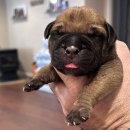 Bullmastiff Puppies from Curnwood’s Bullmastiff’s