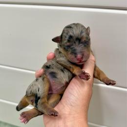 Blue Merle girl 2 (litter names coming soon) - Blue merle female Aussiedoodle puppy in Heber City, Utah from Junipersdoodles