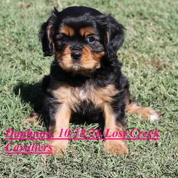 Daphane - Black and tan female Cavalier King Charles Spaniel puppy in Quapaw, Oklahoma from Lost Creek Cavaliers