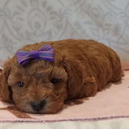 Poodle puppies from Olde Heritage K-9