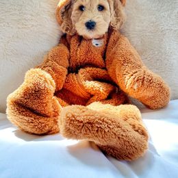 Assorted Doodle Crosses and Goldendoodle Puppies from Wake Forest Darling Doodles