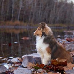 Cash - Sable and white male Shetland Sheepdog puppy in New York from Adiame Kennels
