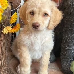 Wilson Family's Bogey - Cream male Goldendoodle puppy in Norman, Oklahoma from Wilson Family Companions