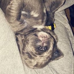 Neapolitan Mastiff Puppies from Battle Born Neos