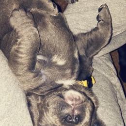Neapolitan Mastiff Puppies from Battle Born Neos