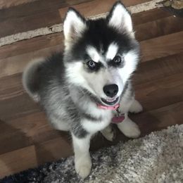 French Bulldogs and Siberian Huskies from Exotic Frenchie Palace