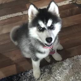 French Bulldogs and Siberian Huskies from Exotic Frenchie Palace