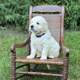 Boy 4 - male Golden Retriever puppy in Germantown, Ohio from Doodle Patch Farm