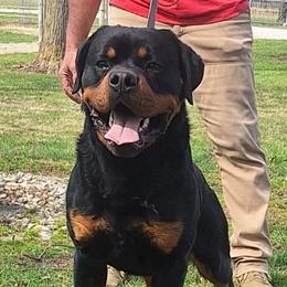 Axel - Rottweiler