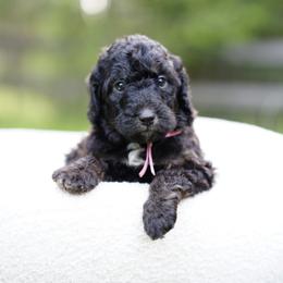 Pink collar - Phantom female Bernedoodle puppy in Spokane, Washington from Doodle Love
