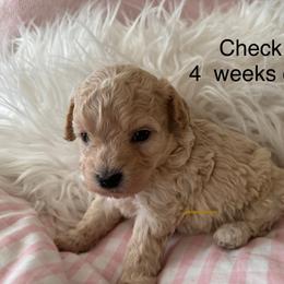 Check - Apricot male Maltipoo puppy in Wendell, North Carolina from Teddys Teddy Bears