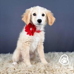 Liberty - Cream female Goldendoodle puppy in Utah County, Utah from Big Hearted Breeders