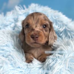 Boeing - Dapple male Dachshund puppy in Chandler, Arizona from Vonaducci Doxies, LLC.