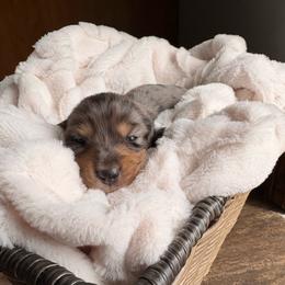 Ross - Dapple male Dachshund puppy in Broomfield, Colorado from Jessi’s Longdog Lounge