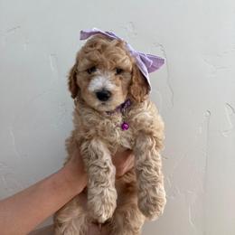 Aussiedoodle and Goldendoodle Puppies from Ever After Doodles Arizona