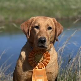 Ember - Labrador Retriever