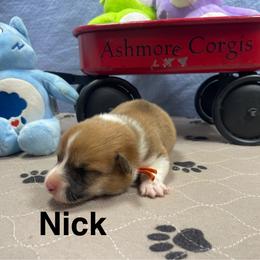 Nick - Red male Pembroke Welsh Corgi puppy in Apison, Tennessee from Ashmore Corgis