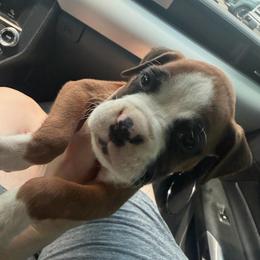 Sugar - Fawn female Boxer puppy in Louisville, Kentucky from Nelson’s Fancy Frenchies and Bulldogs