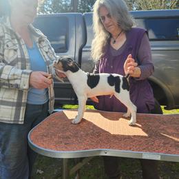 Boy 2 - White black and tan male Rat Terrier puppy in Gig Harbor, Washington from DHart Farm & Kennel