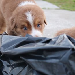 Australian Shepherd Puppies from Kiki's Aussies